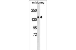 ITGA2 Antibody (C-term) (ABIN1536668 and ABIN2849419) western blot analysis in mouse kidney tissue lysates (35 μg/lane).