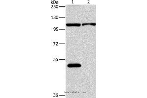Western blot analysis of K562 and hela cell, using NLRP3 Polyclonal Antibody at dilution of 1:88 (NLRP3 抗体)