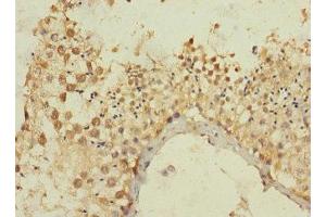 Immunohistochemistry of paraffin-embedded human testis tissue using ABIN7165018 at dilution of 1:100 (MLLT1 抗体  (AA 1-126))