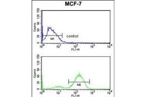 JUP Antibody (C-term) (ABIN652942 and ABIN2842601) flow cytometry analysis of MCF-7 cells (bottom histogram) compared to a negative control cell (top histogram). (JUP 抗体  (C-Term))