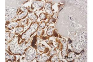 Immunoperoxidase of purified MaxPab antibody to CSH2 on formalin-fixed paraffin-embedded human placenta. (CSH1 抗体  (AA 1-217))