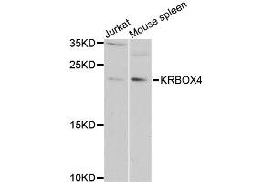 Western blot analysis of extracts of various cell lines, using KRBOX4 antibody (ABIN5975027) at 1/1000 dilution. (KRAB Box Domain Containing 4 (KRBOX4) 抗体)