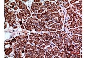 Immunohistochemistry (IHC) analysis of paraffin-embedded Human Pancreas, antibody was diluted at 1:100. (Amphiphysin 抗体  (C-Term))