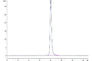 The purity of Rat CDCP1 is greater than 95 % as determined by SEC-HPLC.