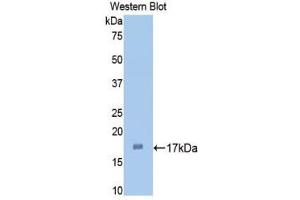 Western Blotting (WB) image for anti-Interleukin 1 alpha (IL1A) (AA 132-267) antibody (ABIN1859376) (IL1A 抗体  (AA 132-267))