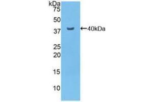 Western blot analysis of recombinant Mouse NFkB. (NFkB 抗体  (AA 40-365))
