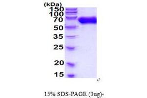 SDS-PAGE (SDS) image for EPH Receptor A2 (EPHA2) (AA 27-537) protein (His tag) (ABIN7281133)