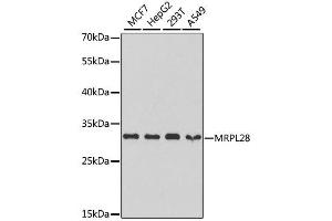 Western blot analysis of extracts of various cell lines, using MRPL28 antibody. (MRPL28 抗体  (AA 1-256))