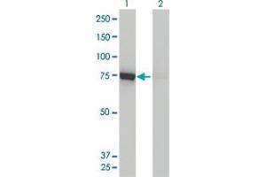Western Blotting (WB) image for anti-Dynamin 1-Like (DNM1L) (AA 1-711) antibody (ABIN599113) (Dynamin 1-Like 抗体  (AA 1-711))