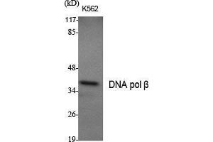 Western Blot (WB) analysis of specific cells using DNA pol beta Polyclonal Antibody. (POLB 抗体  (C-Term))
