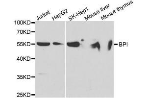 Western blot analysis of extracts of various cell lines, using BPI antibody. (BPI 抗体  (AA 248-487))