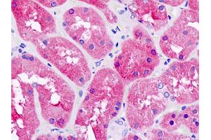 Anti-PNPO antibody IHC staining of human kidney. (PNPO 抗体)