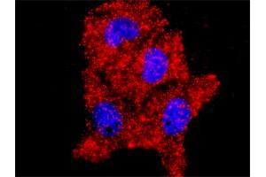 Proximity Ligation Analysis of protein-protein interactions between AKT1 and MAPK14. (MAPK14 抗体  (AA 260-360))