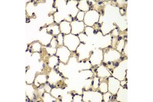 Immunohistochemistry of paraffin-embedded mouse lung using IFRD1 antibody (ABIN5975534) at dilution of 1/100 (40x lens). (IFRD1 抗体)