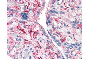 Anti-CD26 antibody IHC of human placenta. (DPP4 抗体  (Internal Region))