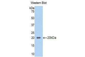 Western Blotting (WB) image for anti-Regenerating Islet-Derived 1 alpha (REG1A) (AA 22-165) antibody (ABIN1860425) (REG1A 抗体  (AA 22-165))