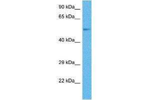 Western Blotting (WB) image for anti-Cytochrome P450, Family 2, Subfamily B, Polypeptide 6 (CYP2B6) (Middle Region) antibody (ABIN2777002)