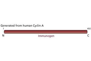 Image no. 2 for anti-Cyclin A2 (CCNA2) antibody (ABIN967424) (Cyclin A 抗体)
