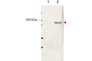 Image no. 1 for anti-Signal Transducer and Activator of Transcription 5A (STAT5A) (Tyr694) antibody (ABIN401413) (STAT5A 抗体  (Tyr694))