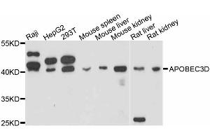 Western blot analysis of extracts of various cell lines, using APOBEC3D antibody (ABIN5997244) at 1:3000 dilution. (APOBEC3D 抗体)