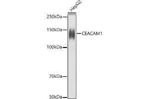 Western Blotting (WB) image for anti-Carcinoembryonic Antigen-Related Cell Adhesion Molecule 1 (CEACAM1) (AA 300-430) antibody (ABIN3015547)
