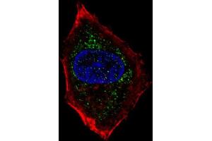 Fluorescent confocal image of HepG2 cell stained with hNeuroD1-Q30 (ABIN388765 and ABIN2839059). (NEUROD1 抗体  (N-Term))