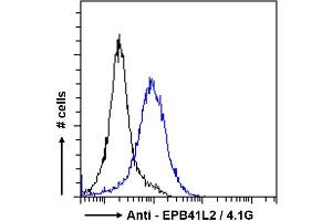 ABIN238594 Flow cytometric analysis of paraformaldehyde fixed A431 cells (blue line), permeabilized with 0. (EPB41L2 抗体  (Internal Region))