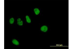 Immunofluorescence of purified MaxPab antibody to ZNF484 on HeLa cell. (ZNF484 抗体  (AA 1-852))