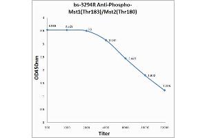 Antigen: 0. (MST1/MST2 (pThr180), (pThr183) 抗体)