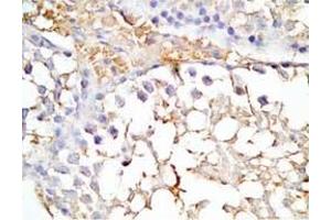 Mouse testis tissue was stained by Rabbit Anti-INSL5 C Peptide (Human) Antibody (INSL5 抗体  (Preproprotein))