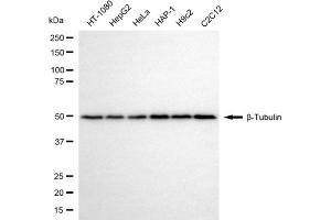 Western blotting analysis using β-Tubulin antibody (ABIN7800665).