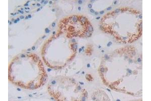 Detection of GDF6 in Human Kidney Tissue using Polyclonal Antibody to Growth Differentiation Factor 6 (GDF6) (GDF6 抗体  (AA 336-455))