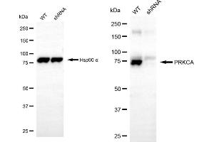 Western blotting analysis using PRKCA antibody (ABIN7799990).