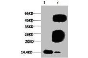 Western blot analysis of Hela, diluted at 1:500. (Histone 3 抗体  (H3K79me3))