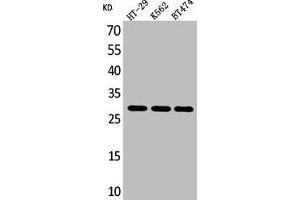 Western Blot analysis of HT29 K562 BT474 cells using BRMS-1 Polyclonal Antibody (BRMS1 抗体  (C-Term))