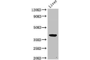 Western Blot Positive WB detected in: Rat liver tissue All lanes: ADH5 antibody at 2 μg/mL Secondary Goat polyclonal to rabbit IgG at 1/50000 dilution Predicted band size: 40 kDa Observed band size: 40 kDa (ADH5 抗体  (AA 14-130))