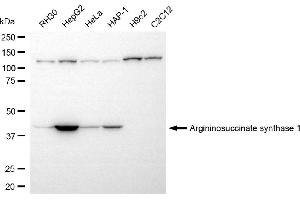 Western blotting analysis using argininosuccinate synthase 1 antibody (ABIN7797647). (ASS1 抗体)