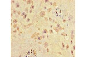 Immunohistochemistry of paraffin-embedded human placenta tissue using ABIN7168711 at dilution of 1:100 (SCG2 抗体  (AA 31-617))