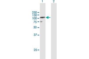 Western Blot analysis of DZIP1L expression in transfected 293T cell line by DZIP1L MaxPab polyclonal antibody. (DZIP1L 抗体  (AA 1-767))
