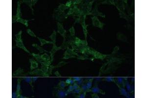 Immunofluorescence (IF) image for anti-Calcium Modulating Ligand (CAMLG) antibody (ABIN7257333)