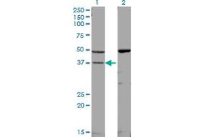 Western Blot analysis of MAPK14 expression in transfected 293T cell line by MAPK14 monoclonal antibody (M01), clone 3D5. (MAPK14 抗体  (AA 260-360))