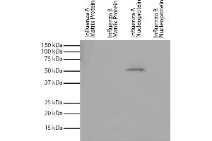 Recombinant influenza proteins were resolved by electrophoresis, transferred to PVDF membrane, and probed with Mouse Anti-Influenza A, Nucleoprotein-UNLB and chemiluminescent detection. (Influenza Nucleoprotein 抗体 (Influenza A Virus))