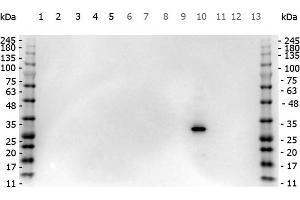 Western Blotting (WB) image for anti-Red Fluorescent Protein (RFP) antibody (ABIN129578)
