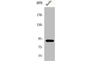 Western Blot analysis of Jurkat cells using Elongin A1 Polyclonal Antibody