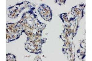 Anti-SNAP23 antibody, IHC(P) IHC(P): Human Placenta Tissue