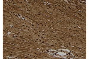 anti-Casein Kinase 1, alpha 1 (CSNK1A1) (pTyr294) antibody