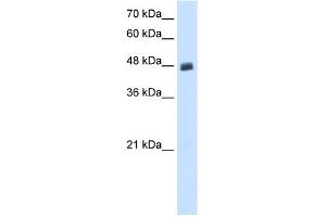 WB Suggested Anti-PBX2 Antibody Titration:  0. (PBX2 抗体  (N-Term))
