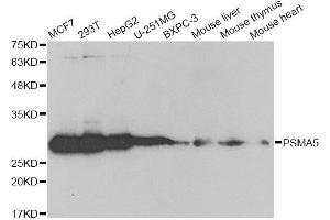 Western blot analysis of extracts of various cell lines, using PSMA5 antibody. (PSMA5 抗体  (AA 1-241))