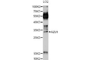 Western blot analysis of extracts of LO2 cells, using AZU1 Antibody (ABIN6291272) at 1:1000 dilution. (Azurocidin 抗体)