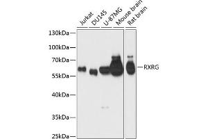 Western blot analysis of extracts of various cell lines, using RXRG antibody (ABIN6128667, ABIN6147330, ABIN6147331 and ABIN6219010) at 1:1000 dilution. (Retinoid X Receptor gamma 抗体  (AA 1-137))